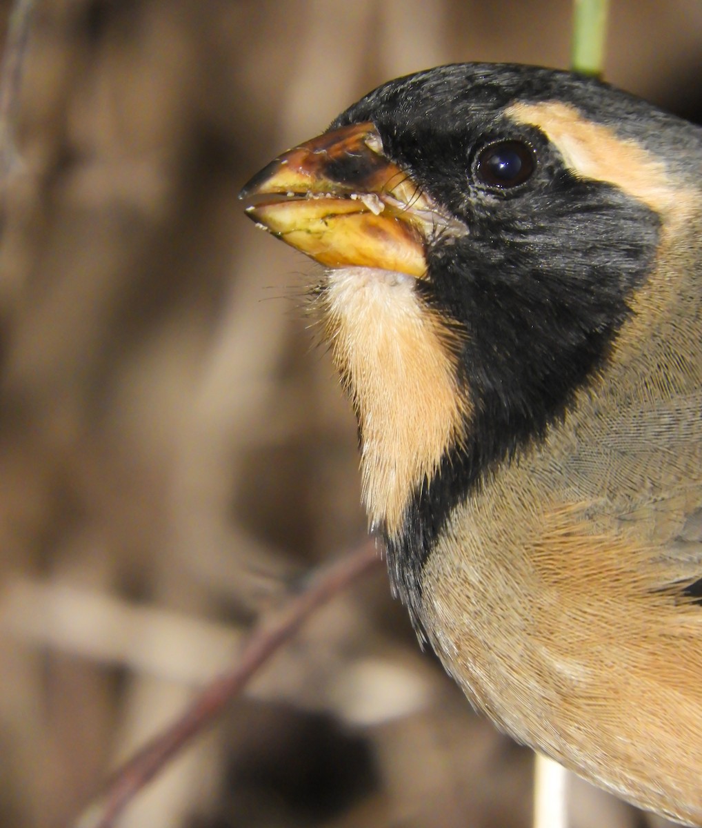 Golden-billed Saltator - ML620397377