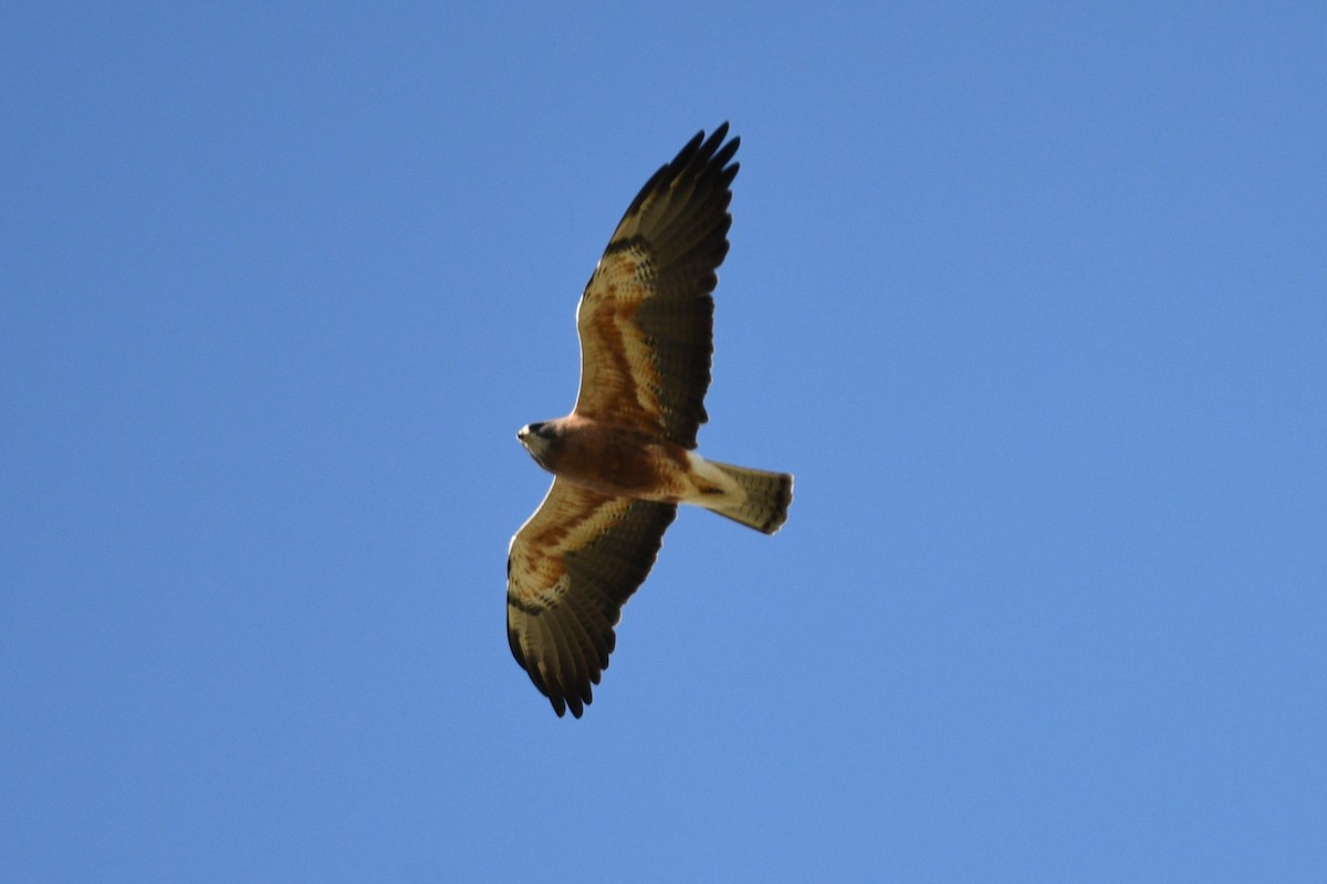 Swainson's Hawk - ML620397383