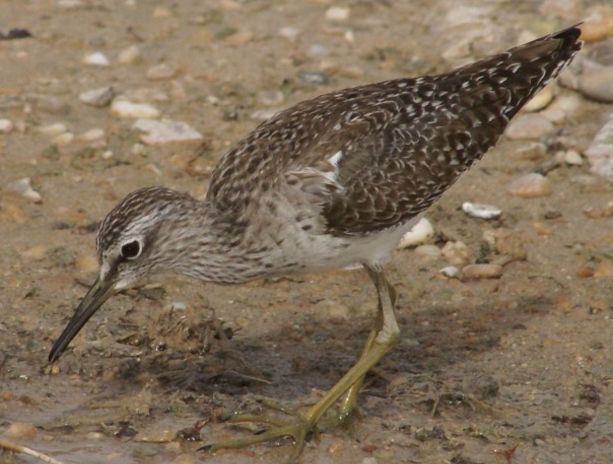 Wood Sandpiper - Michael Grunwell