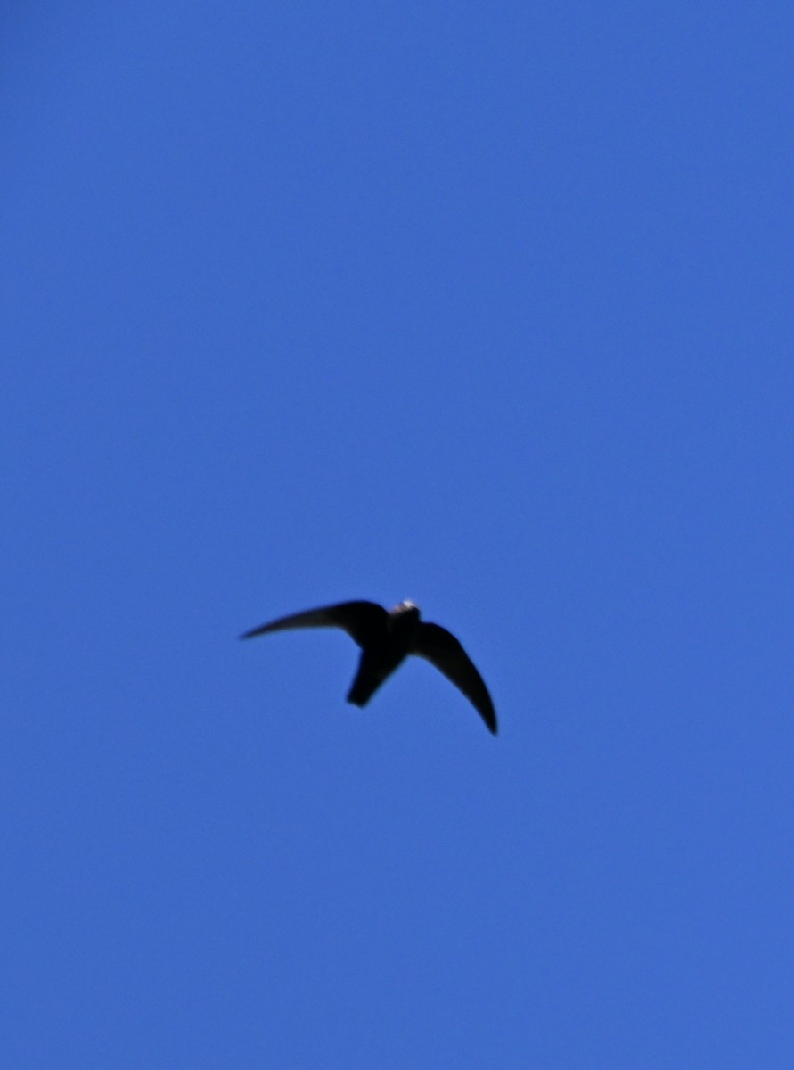 Black Swift - ML620397397