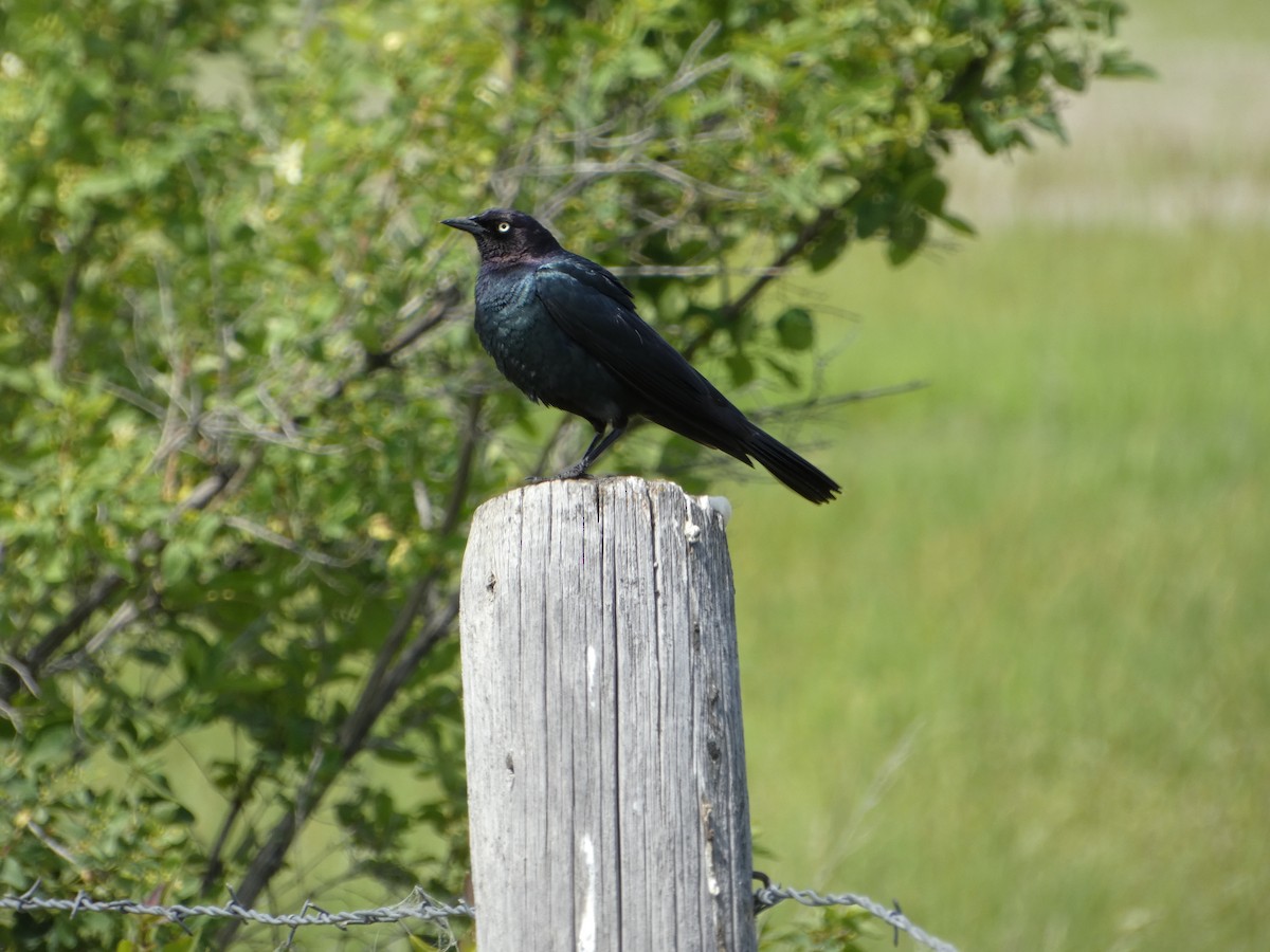 Brewer's Blackbird - ML620397411