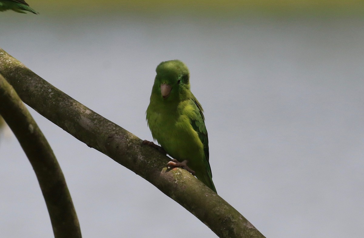 Spectacled Parrotlet - ML620397414