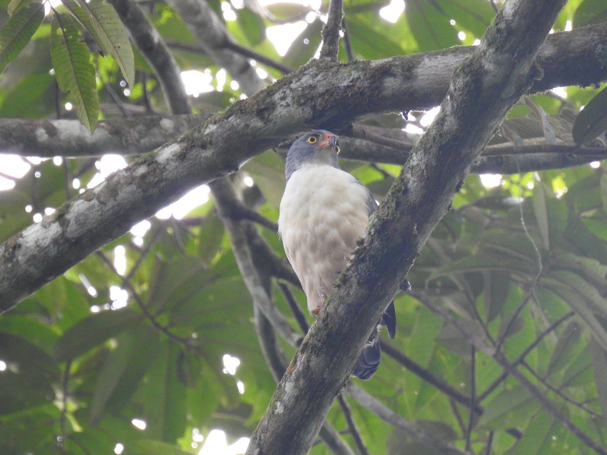 Semiplumbeous Hawk - ML620397421