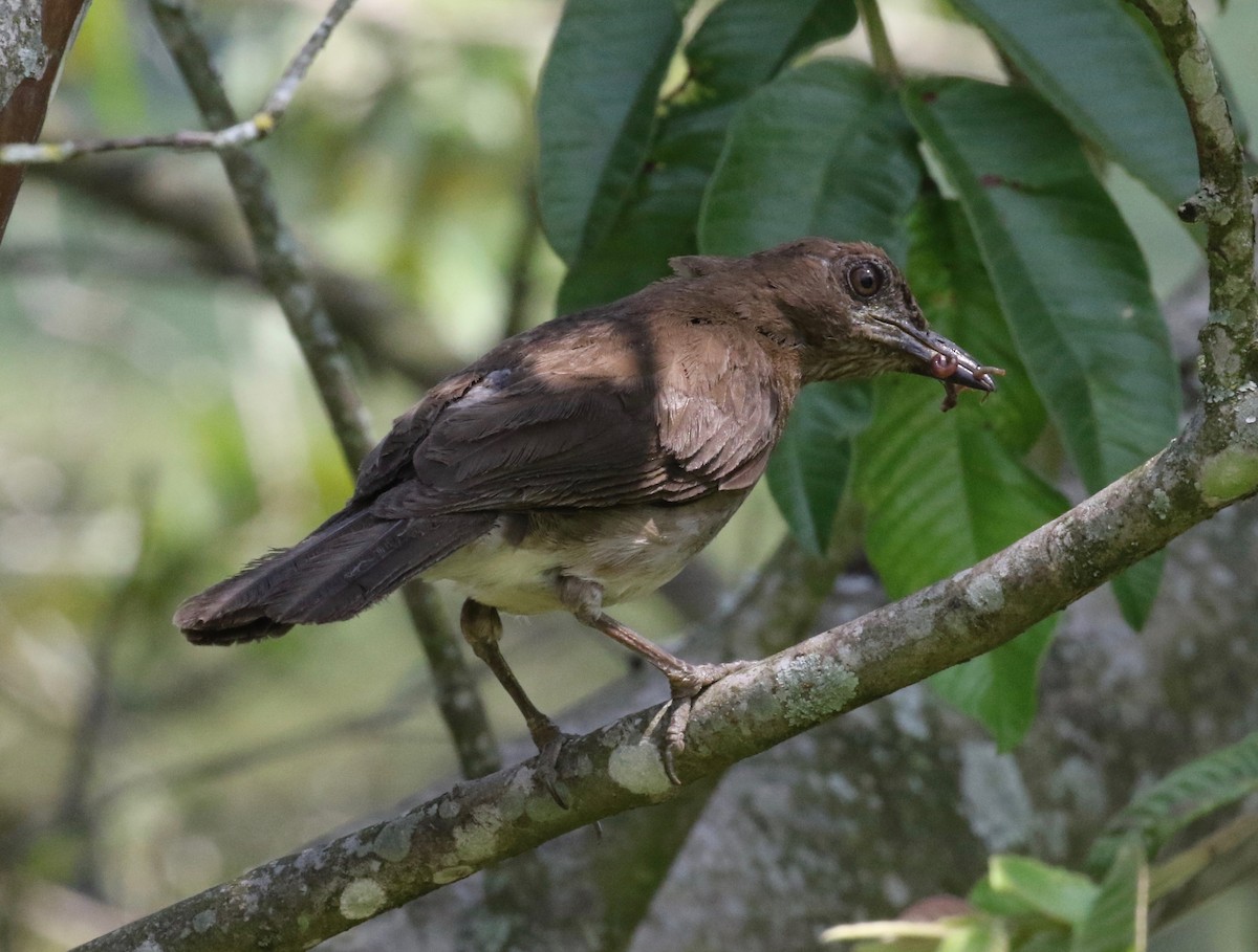 Merle à bec noir - ML620397434