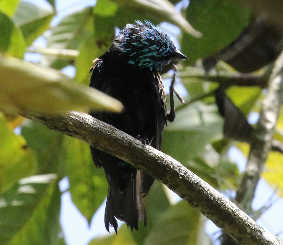 Blue-necked Tanager - ML620397435