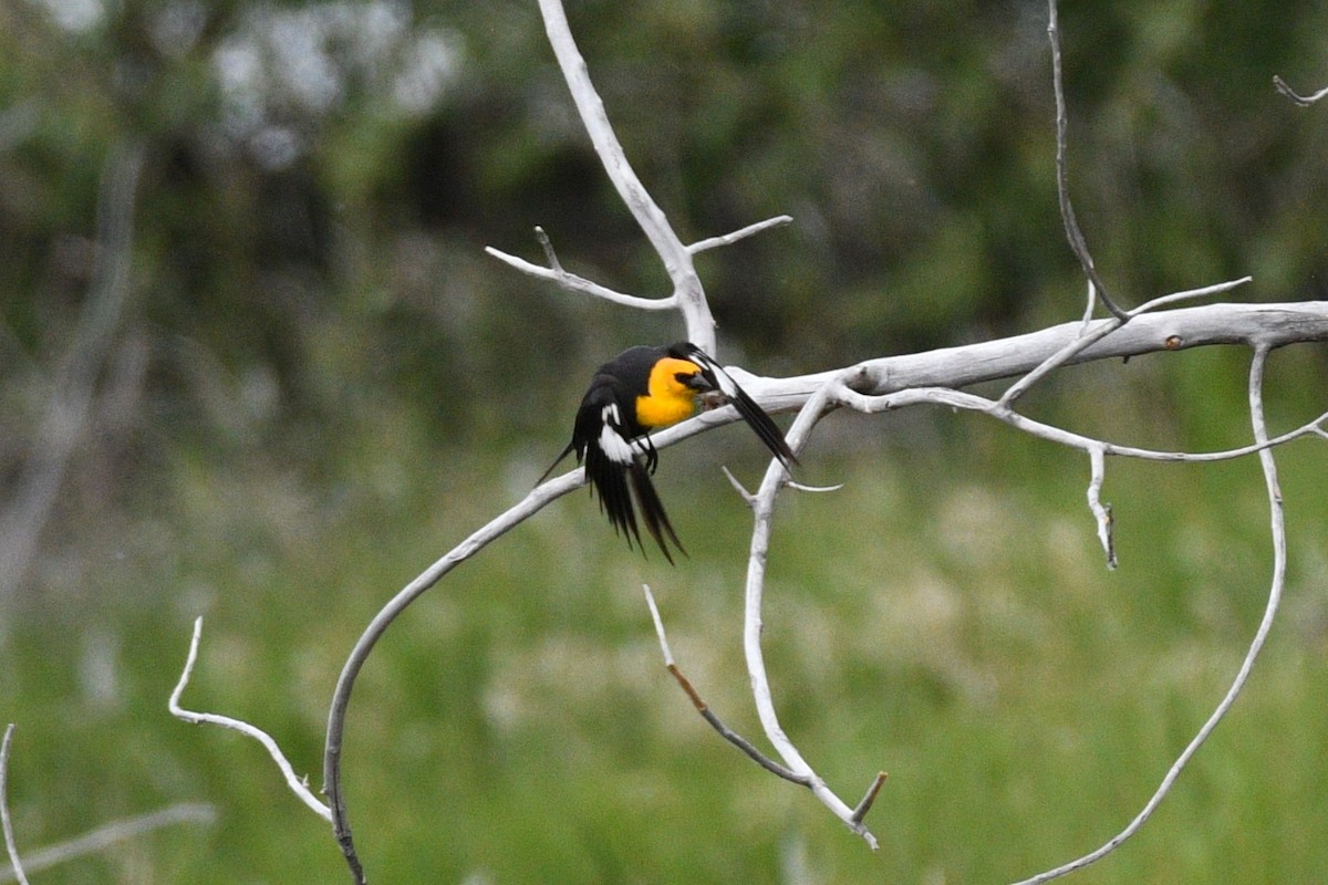 Yellow-headed Blackbird - ML620397448