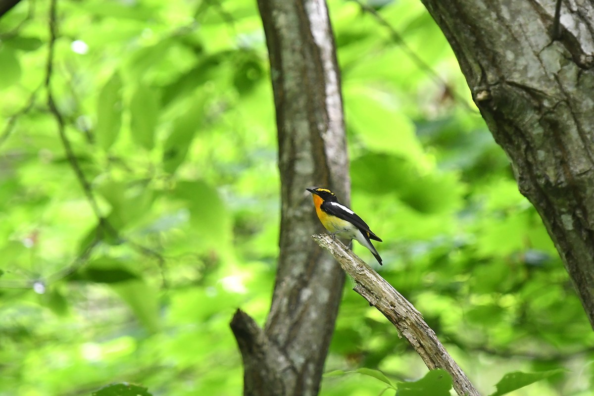 Narcissus Flycatcher - ML620397465