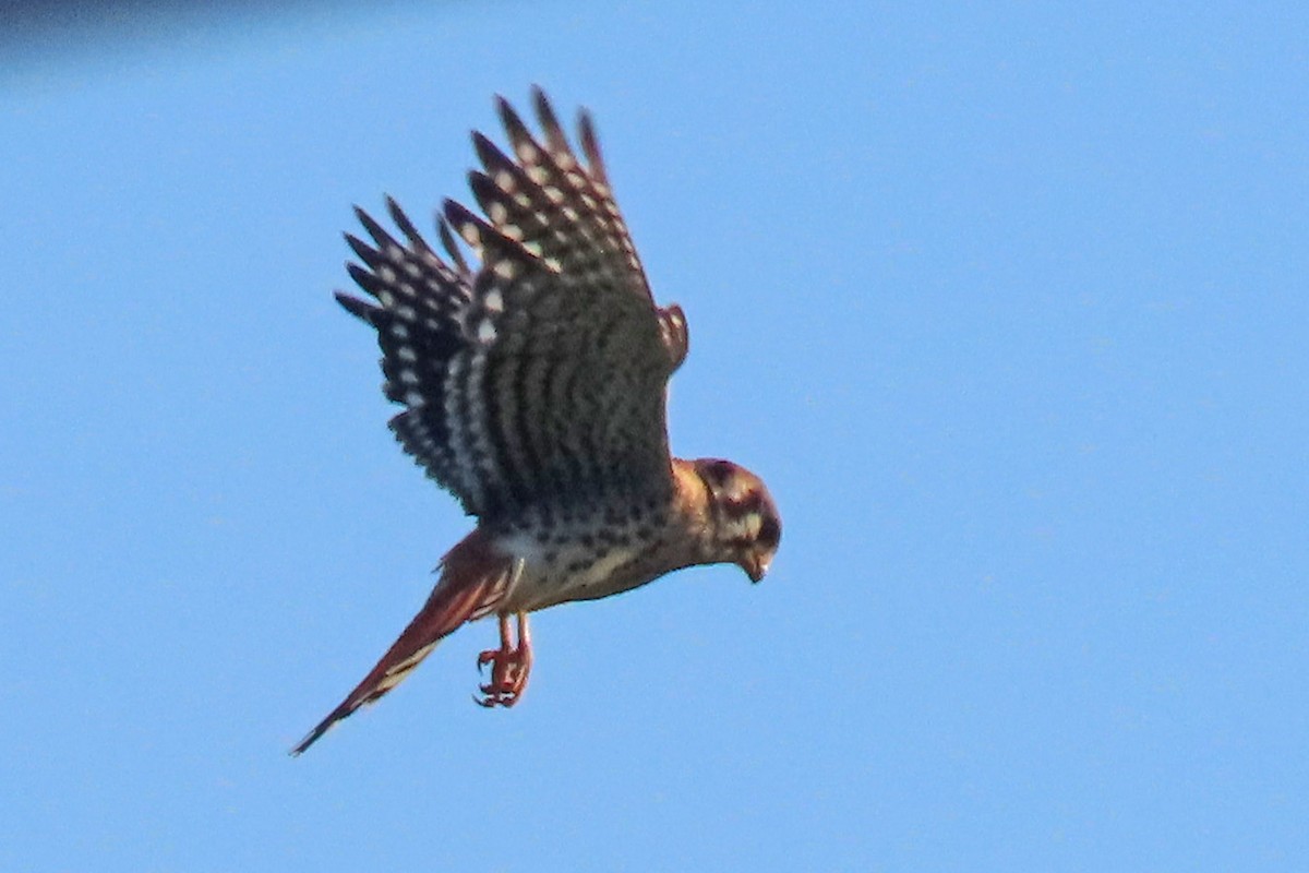 American Kestrel - John Zakelj