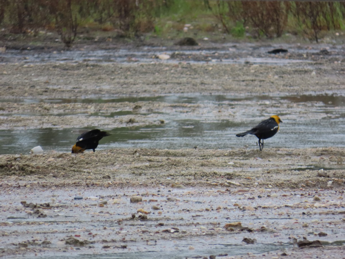 Yellow-headed Blackbird - ML620397468