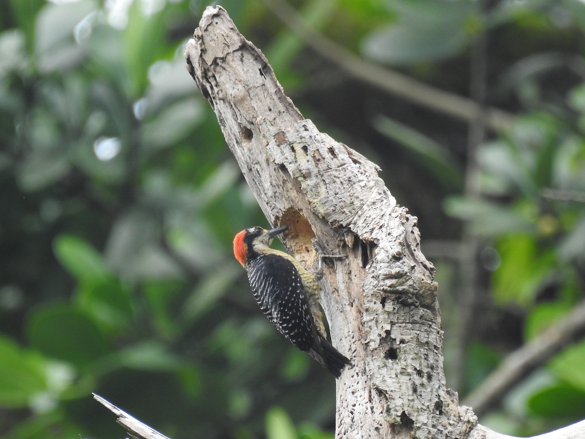 Black-cheeked Woodpecker - ML620397474