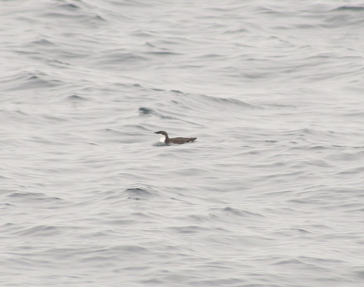 Scripps's Murrelet - ML620397479