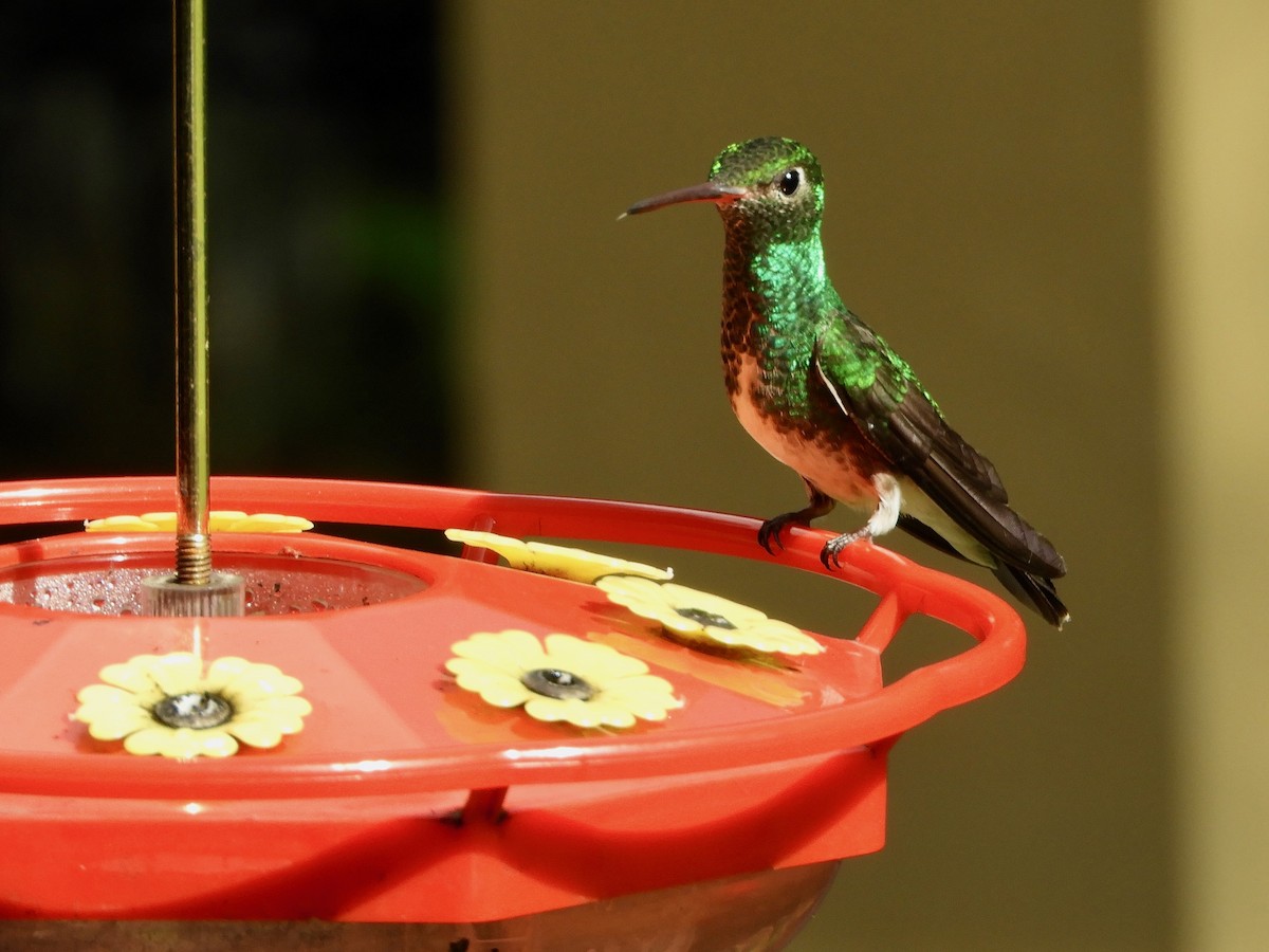 kolibřík zrcadlový - ML620397484