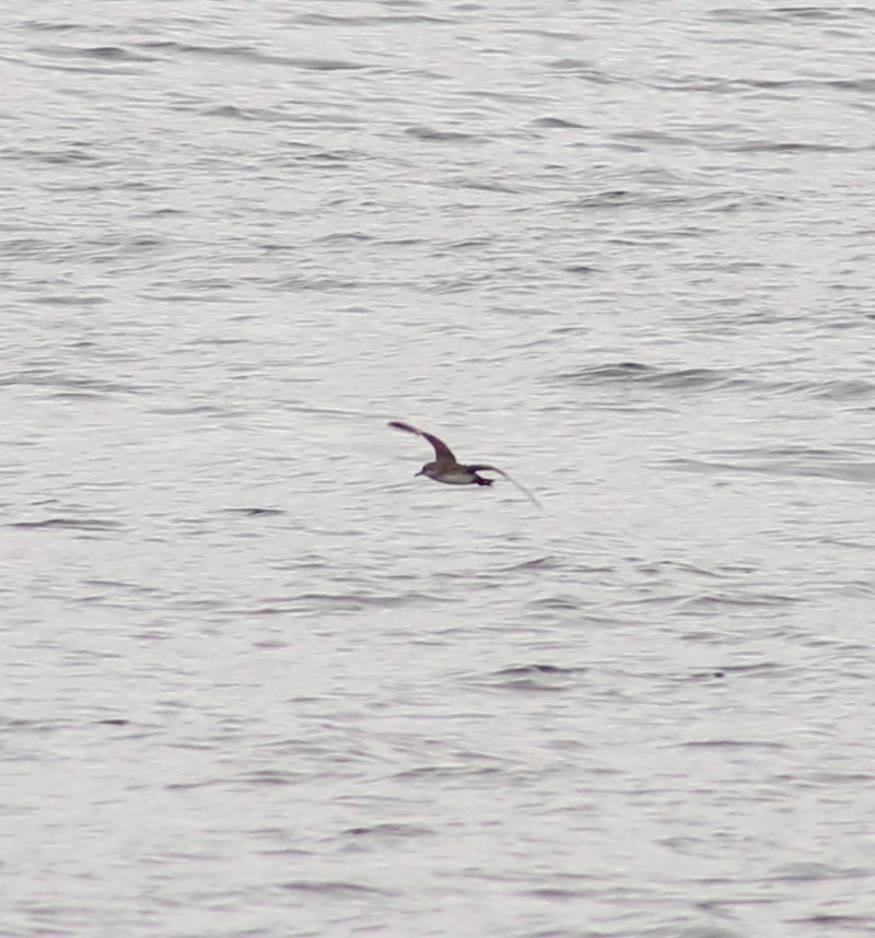 Black-vented Shearwater - ML620397488