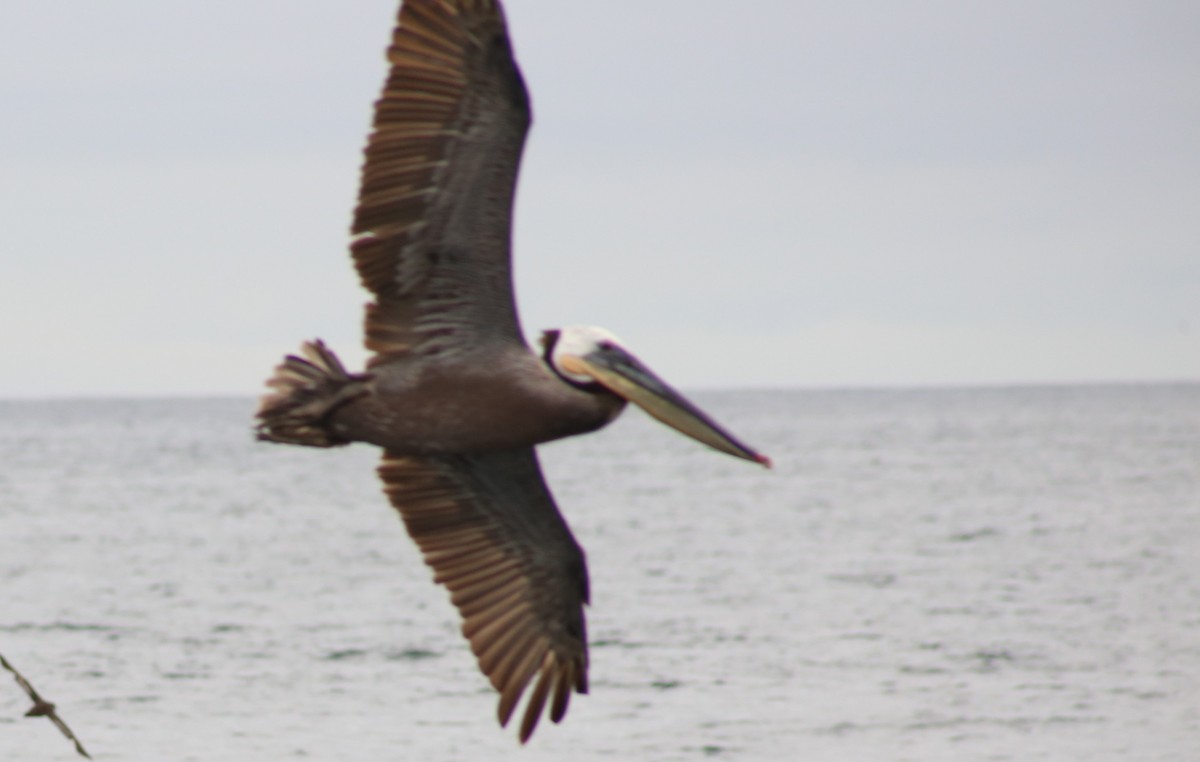 Brown Pelican - ML620397496