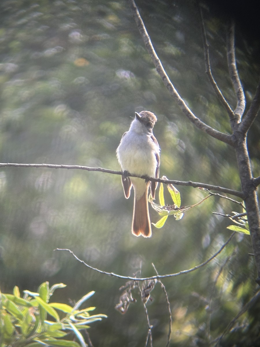 tanımsız Myiarchus sp. - ML620397499