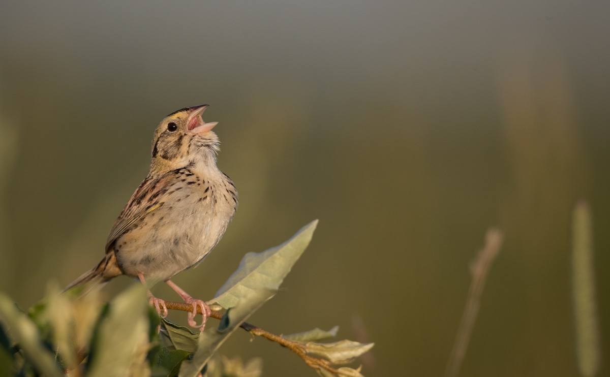 Henslow's Sparrow - ML62039751