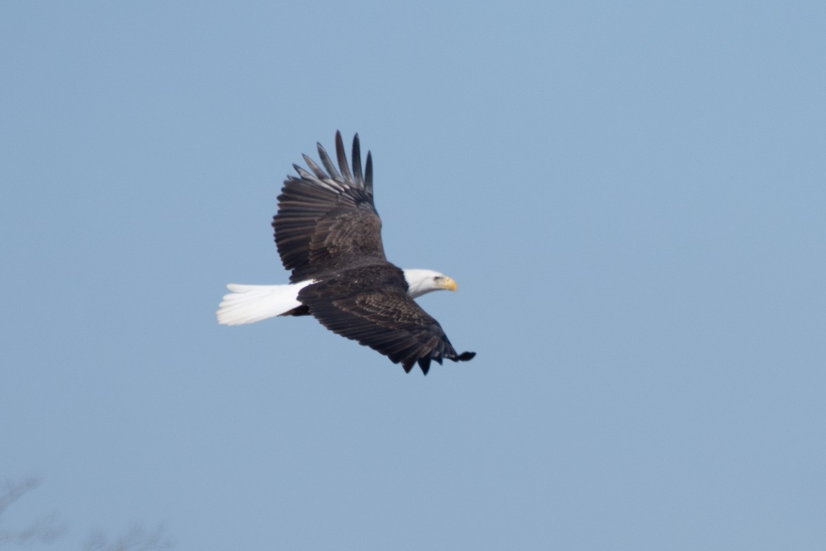 Bald Eagle - ML620397515