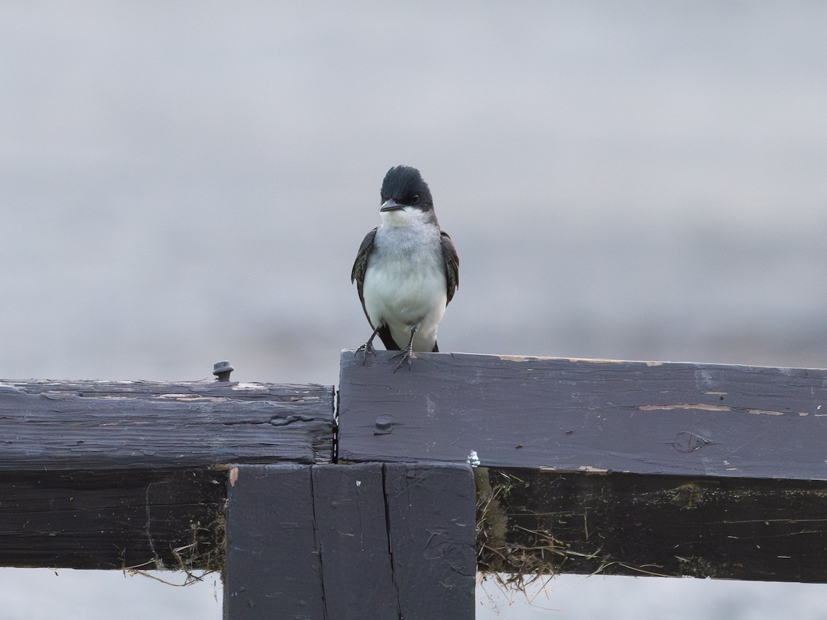 Eastern Kingbird - ML620397523