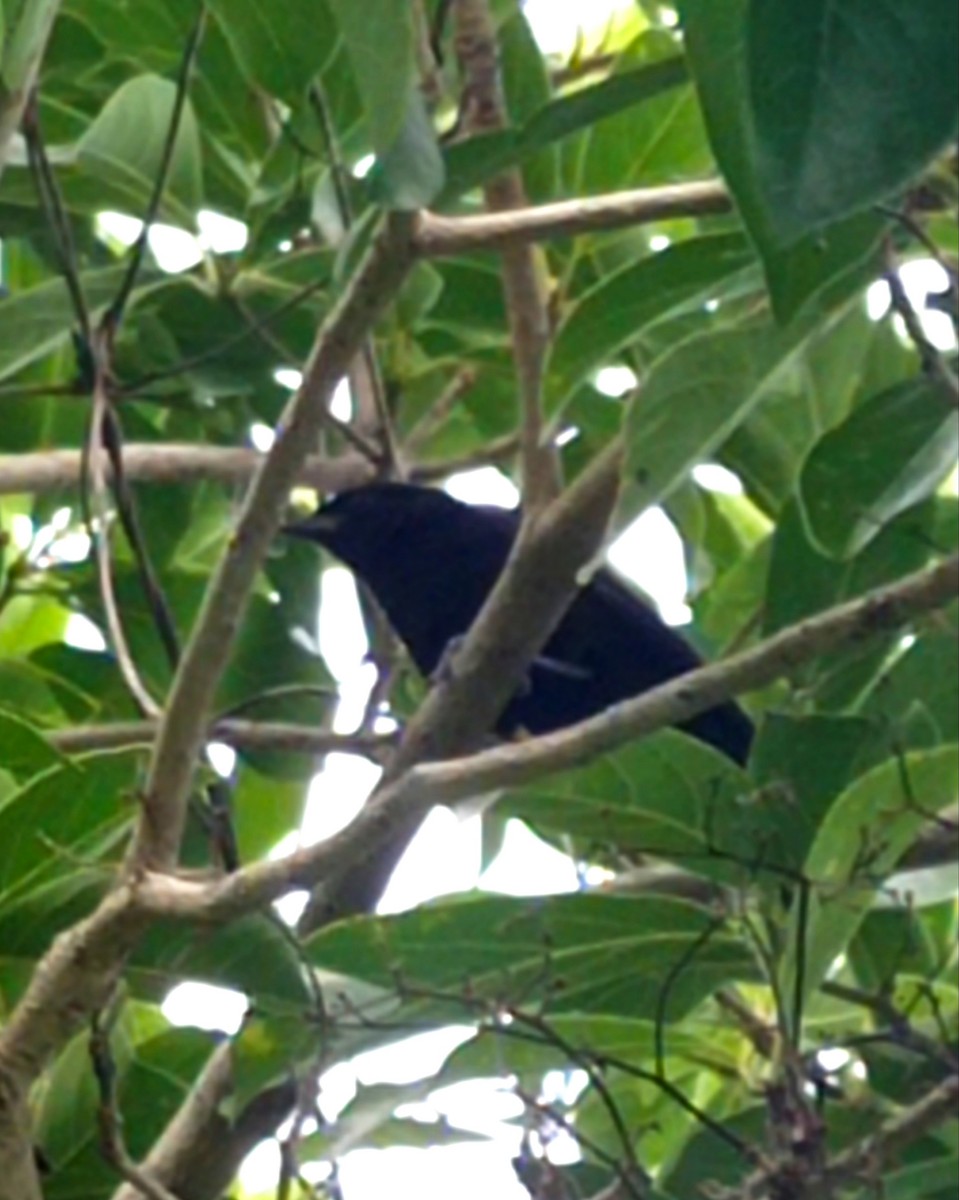 Tawny-shouldered Blackbird - ML620397530