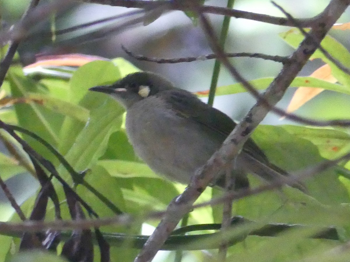 Meliphaga, Territornis ou Microptilotis sp. - ML620397533