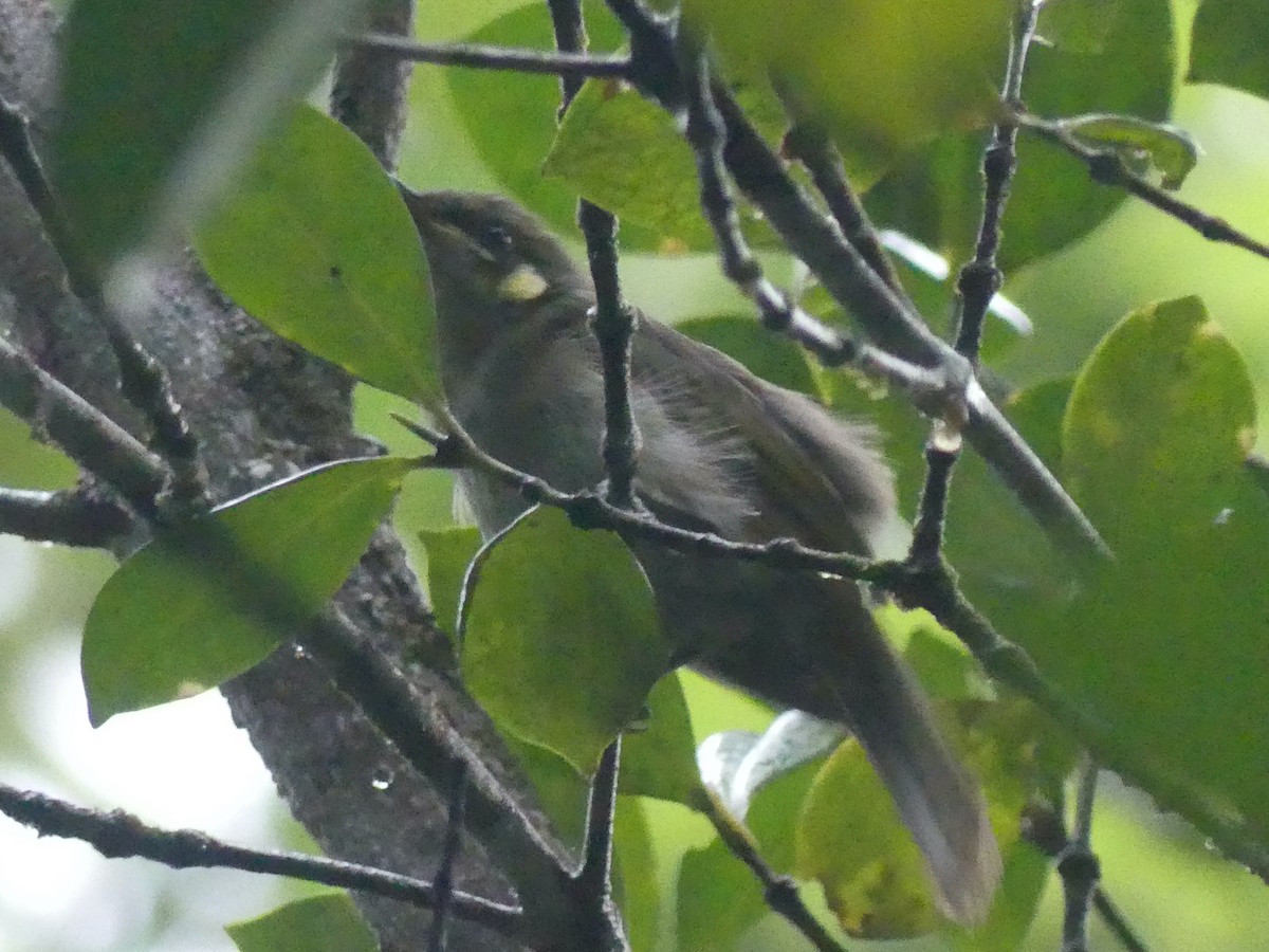 Meliphaga, Territornis ou Microptilotis sp. - ML620397535