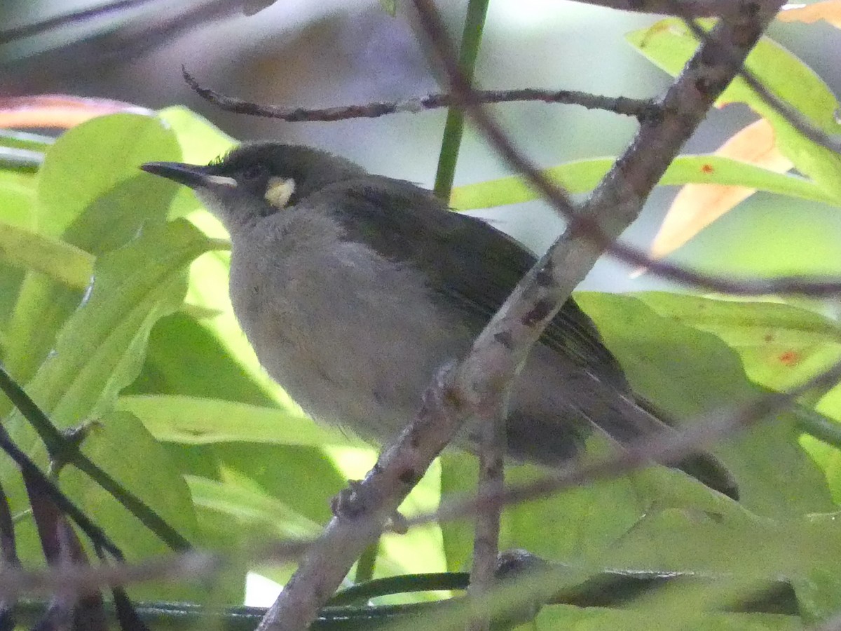 Meliphaga, Territornis ou Microptilotis sp. - ML620397537