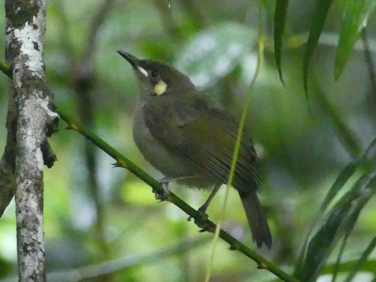 Meliphaga, Territornis ou Microptilotis sp. - ML620397538