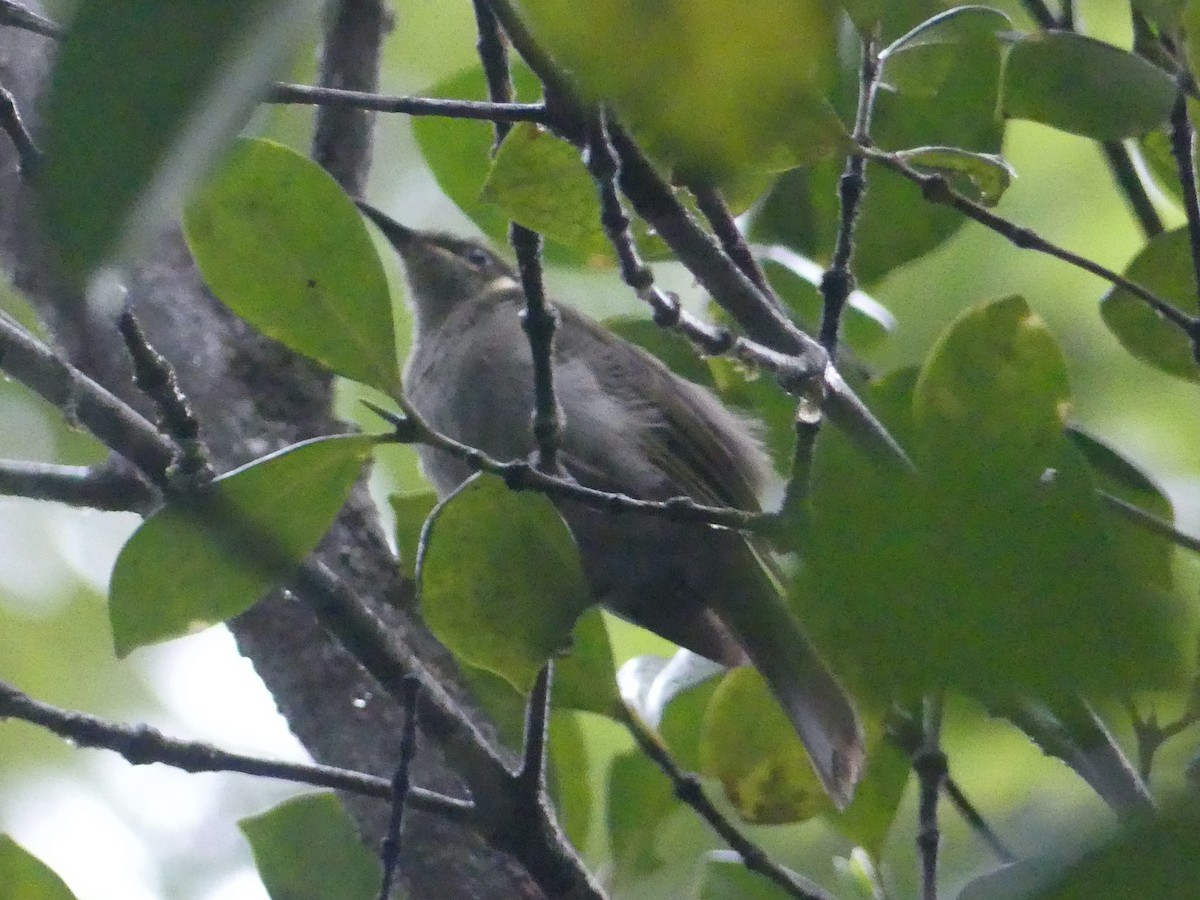 Meliphaga, Territornis ou Microptilotis sp. - ML620397539