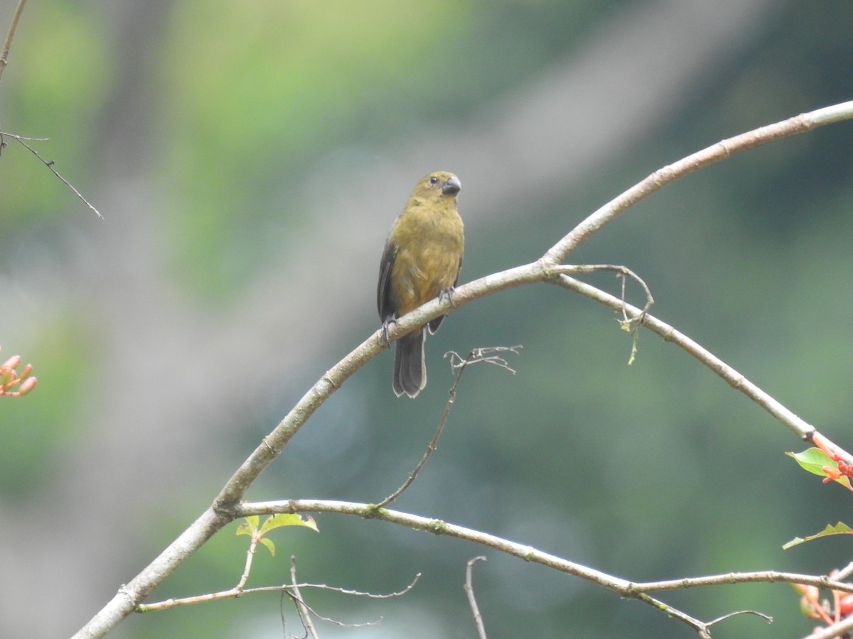 Variable Seedeater - ML620397542