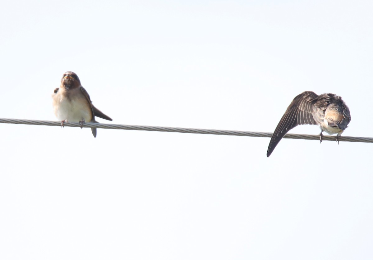 Cliff Swallow - ML620397546