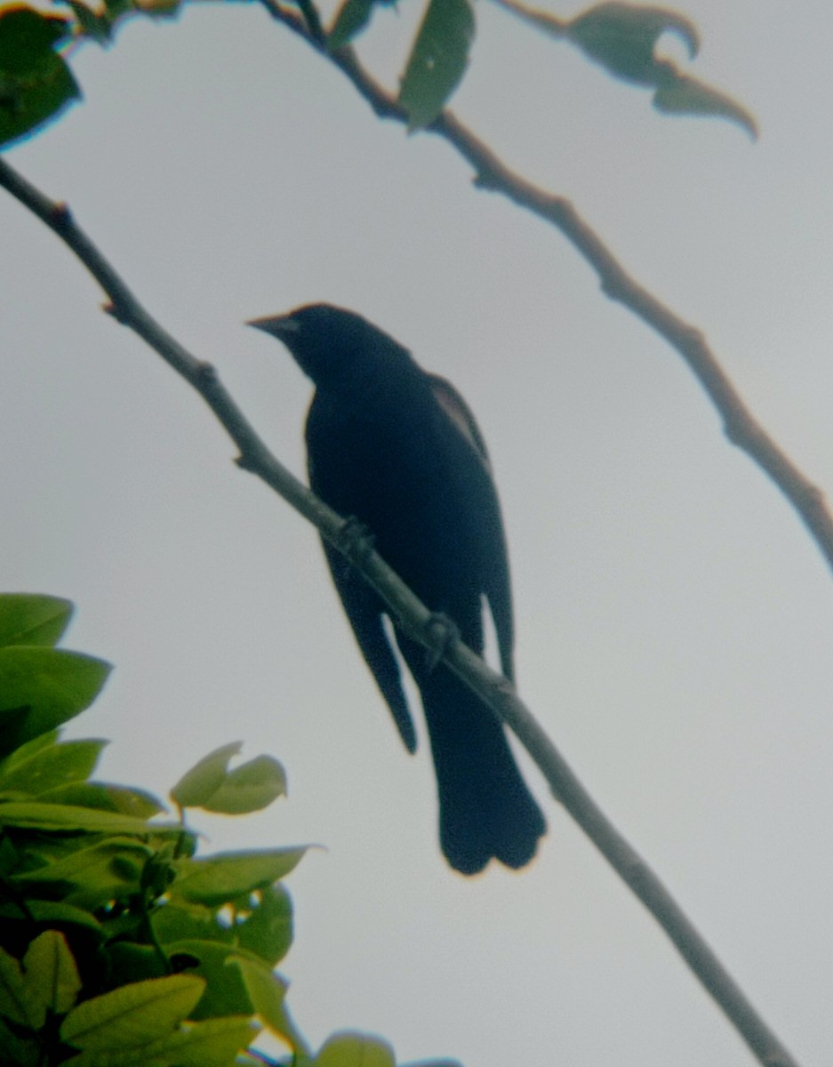 Tawny-shouldered Blackbird - ML620397553