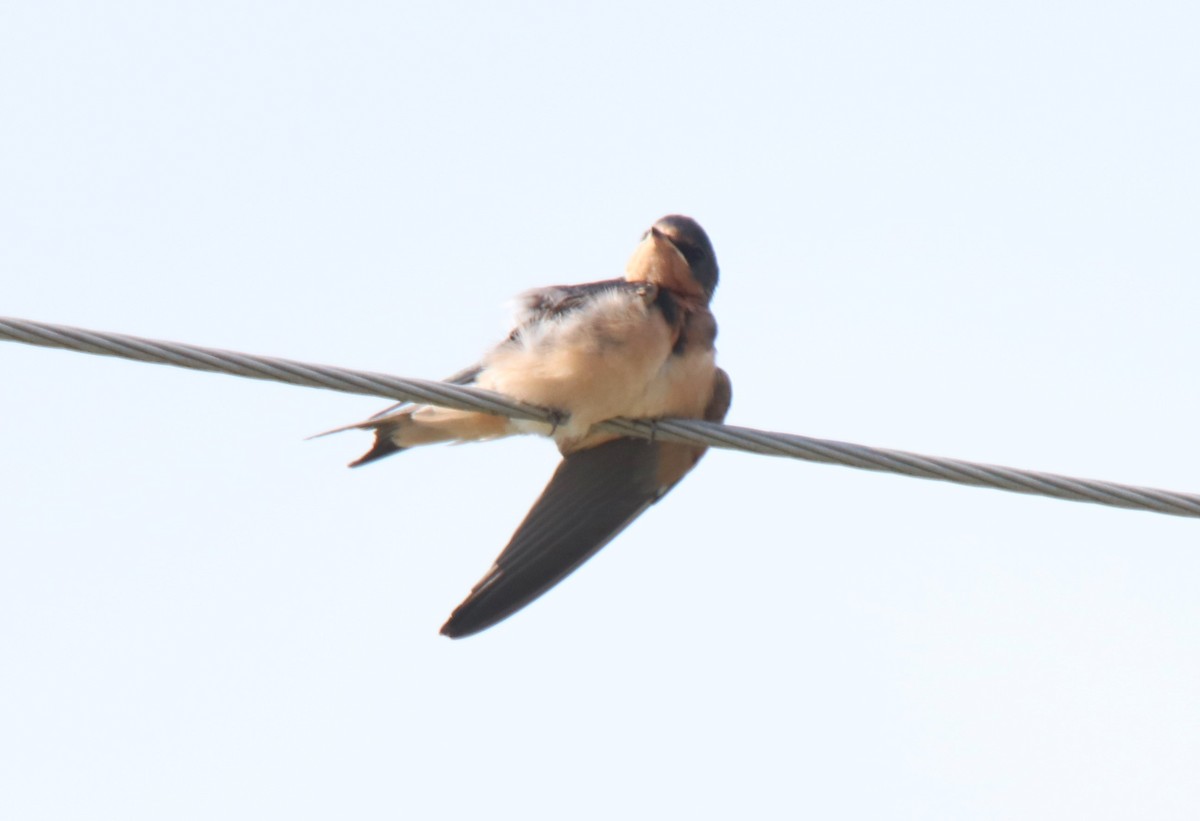 Barn Swallow - ML620397555