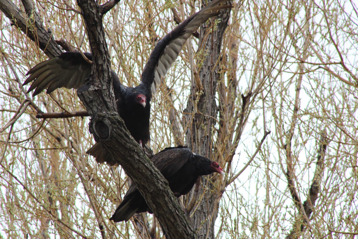 Turkey Vulture - ML620397560