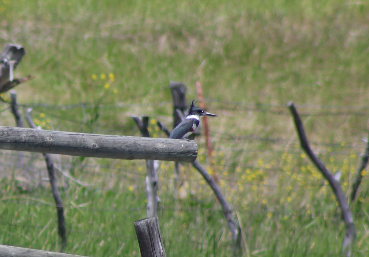 Belted Kingfisher - ML620397563