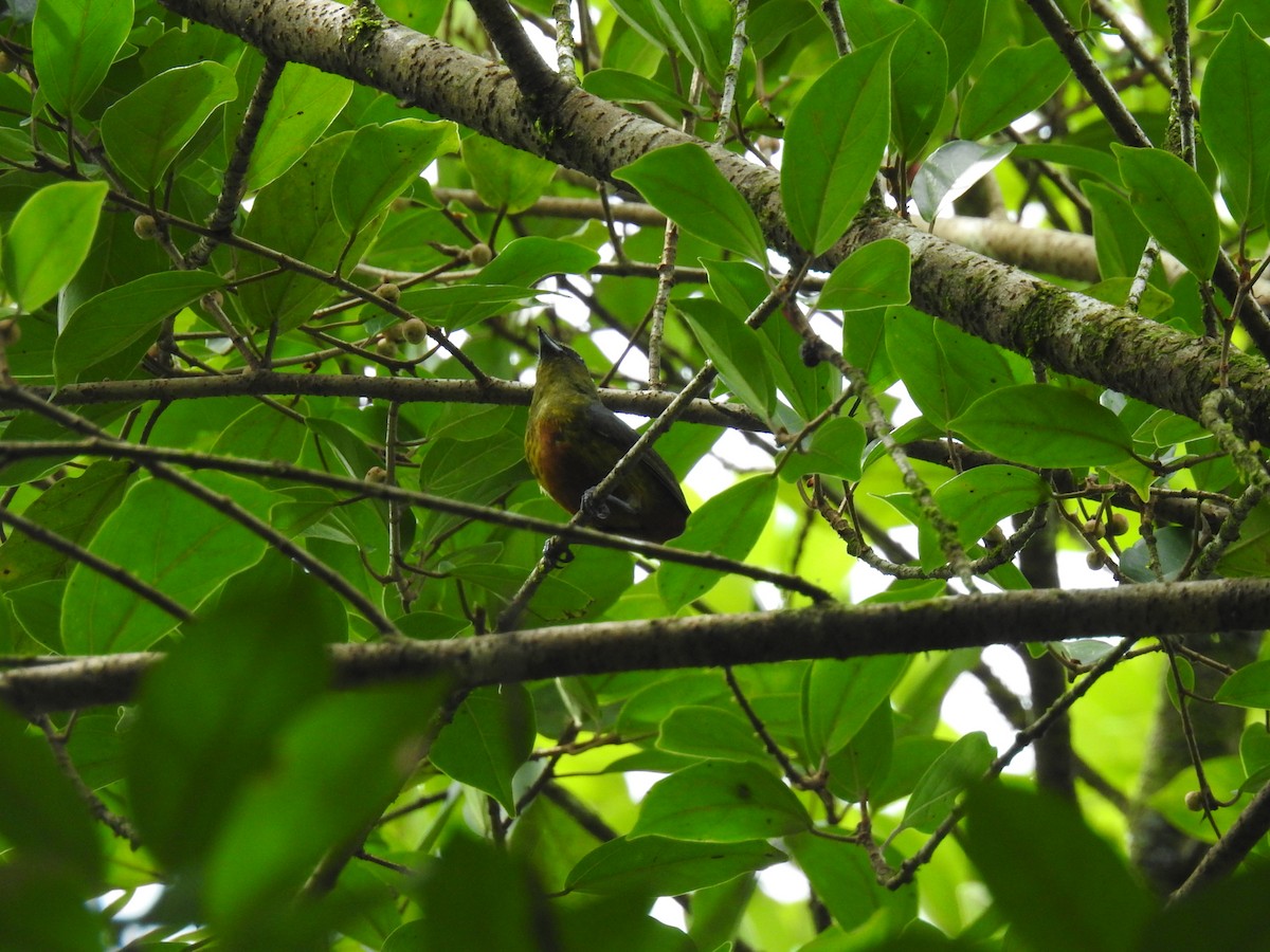 Olive-backed Euphonia - ML620397564