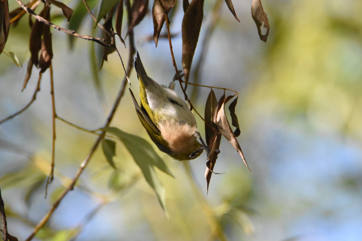 Silvereye - ML620397570