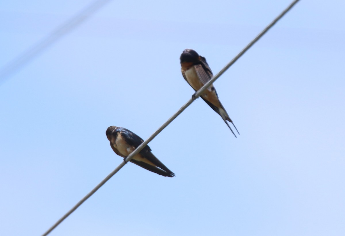 Barn Swallow - ML620397574