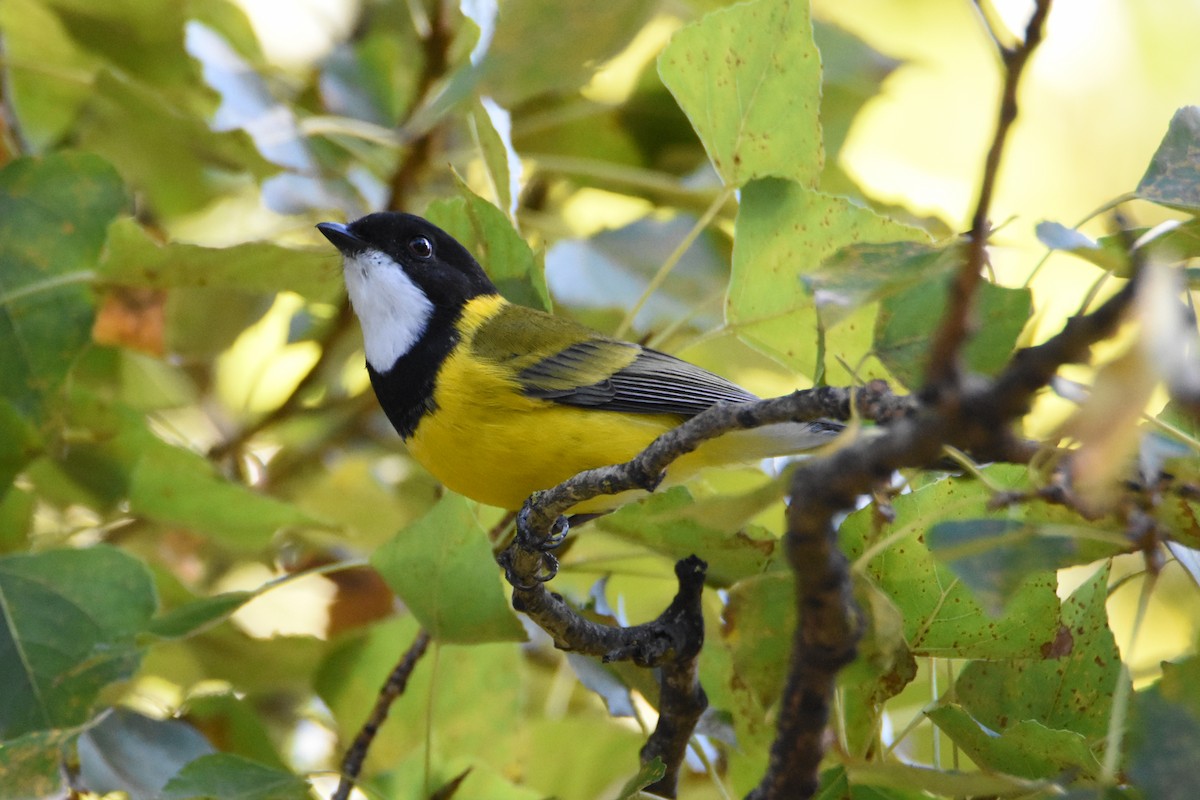 Golden Whistler - ML620397577