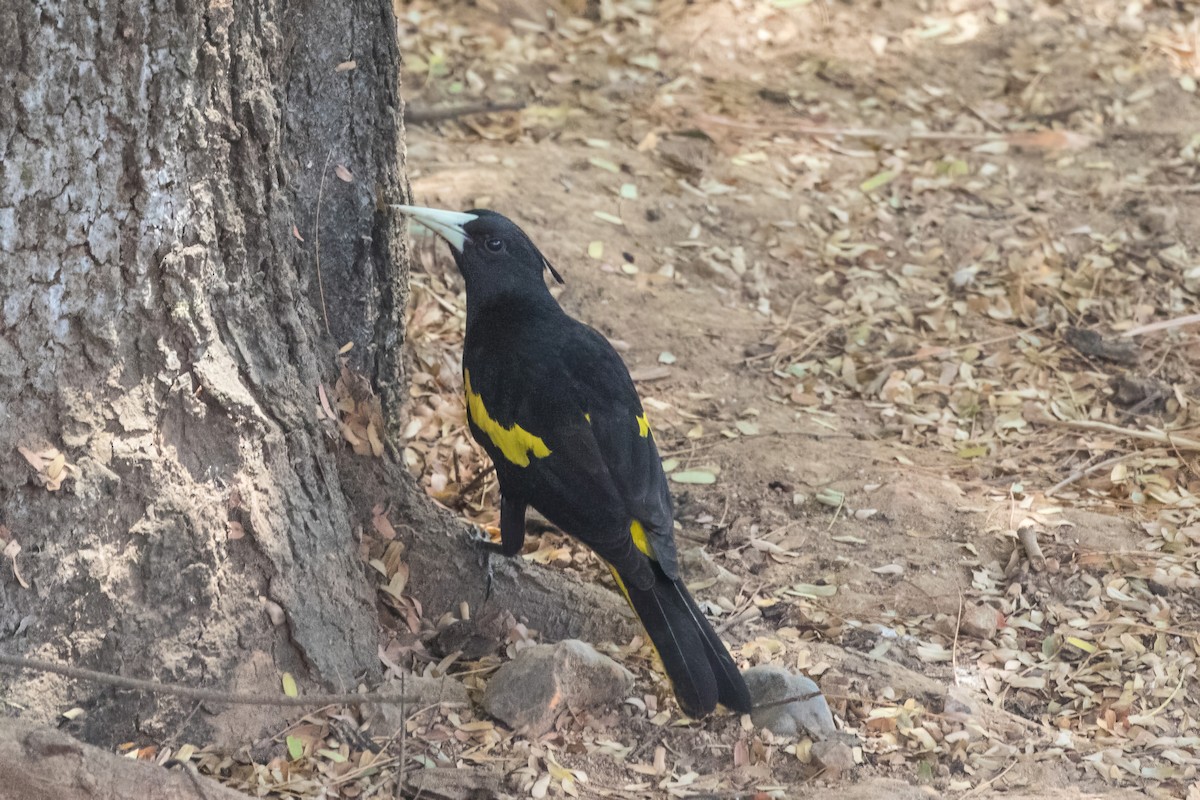 Yellow-winged Cacique - ML620397578