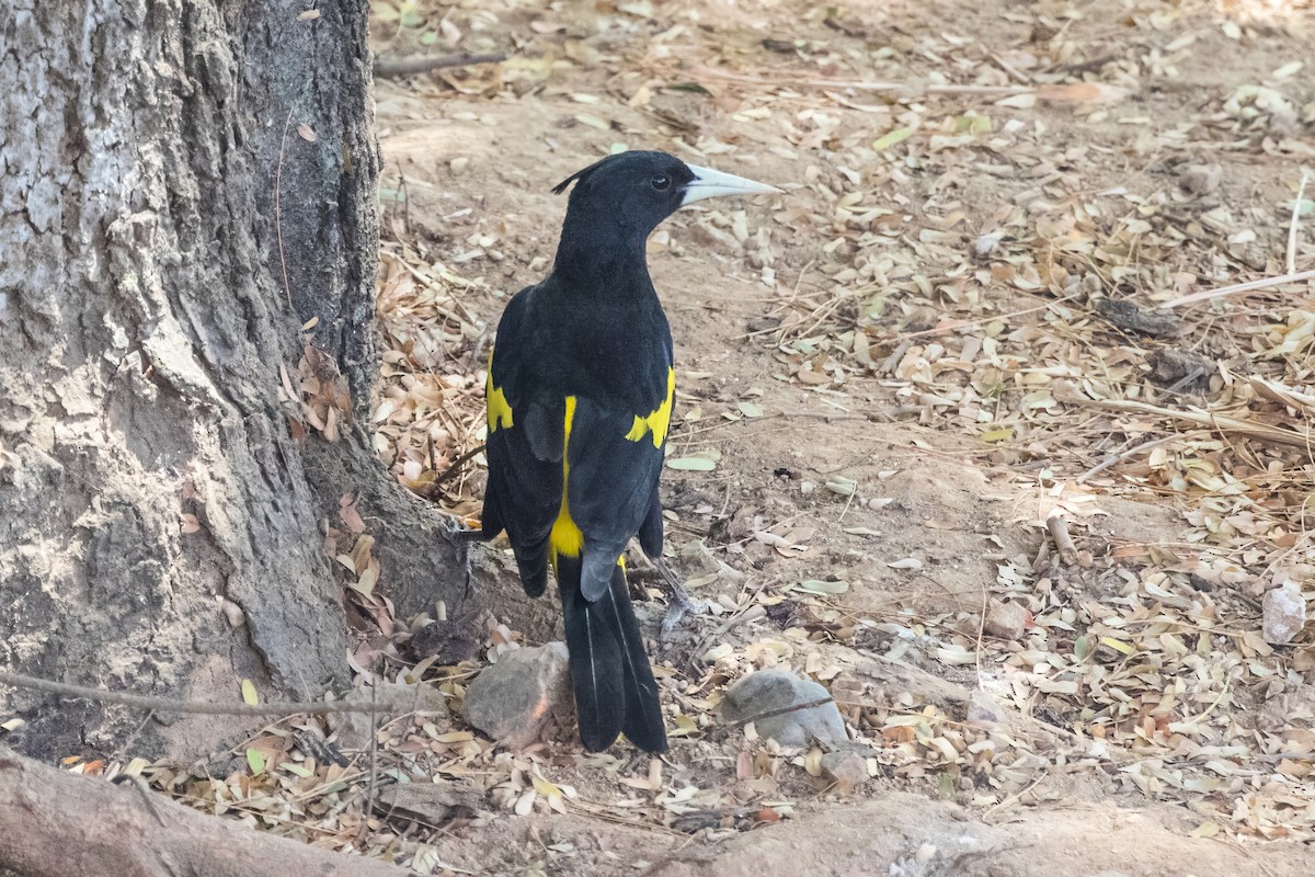 Yellow-winged Cacique - ML620397579