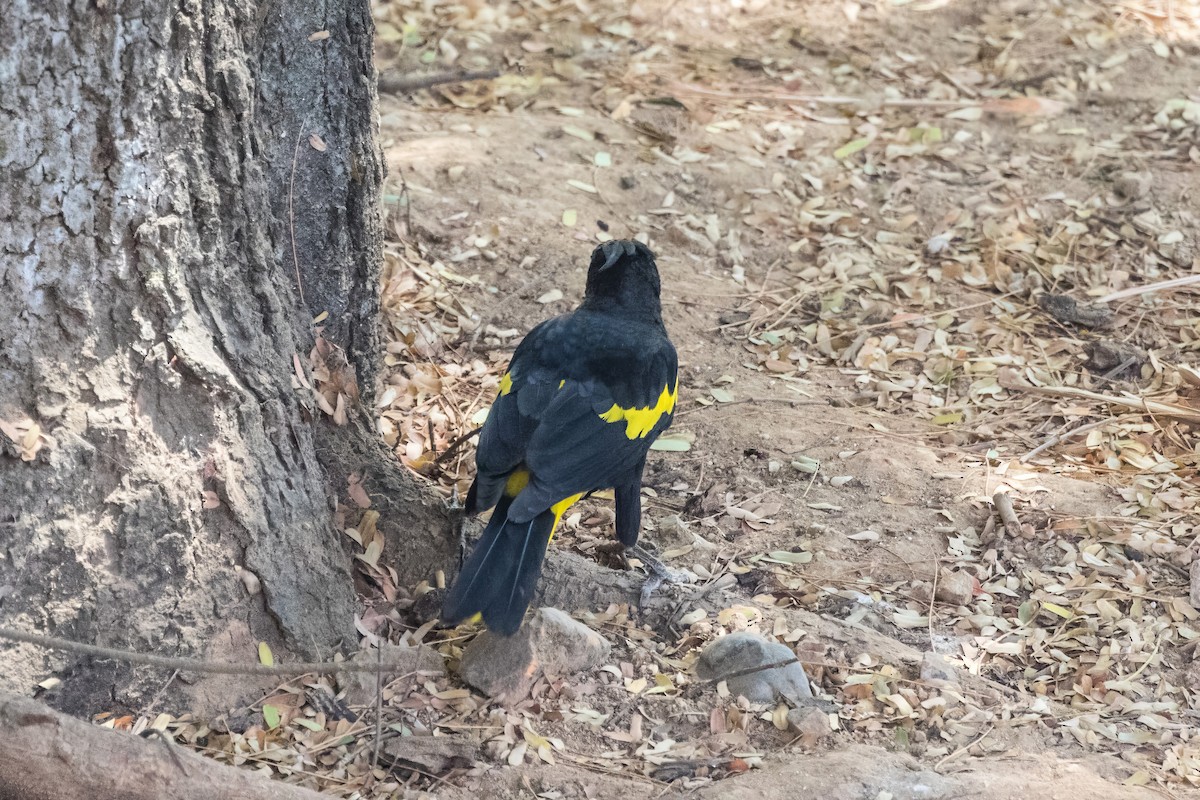 Cassique à ailes jaunes - ML620397580