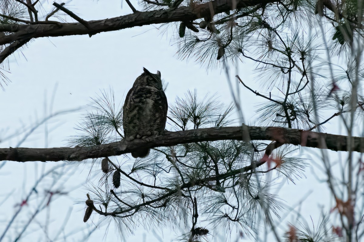 Great Horned Owl - ML620397581