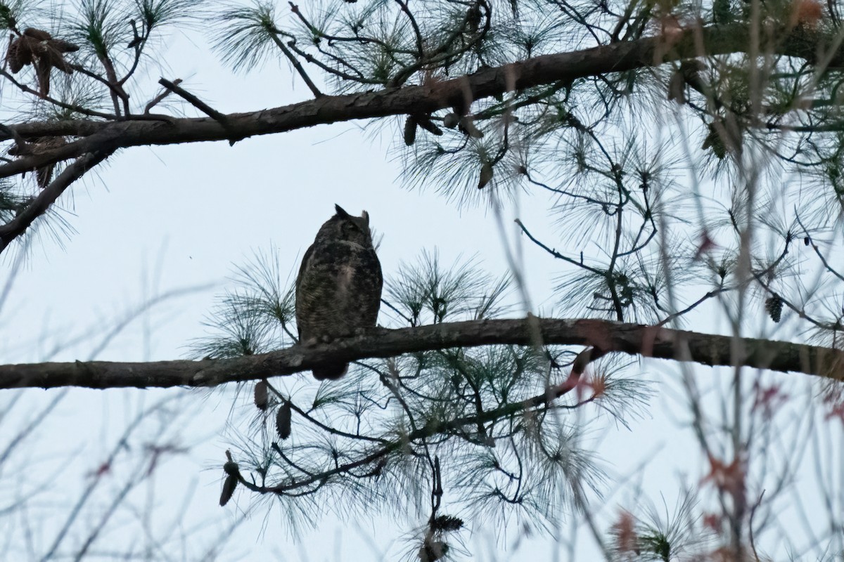 Great Horned Owl - ML620397583