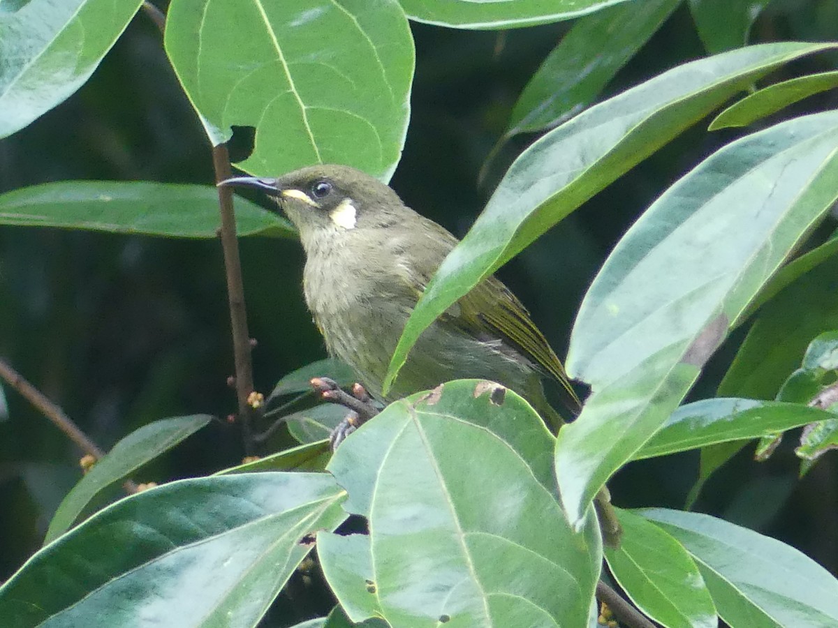 Meliphaga, Territornis ou Microptilotis sp. - ML620397590