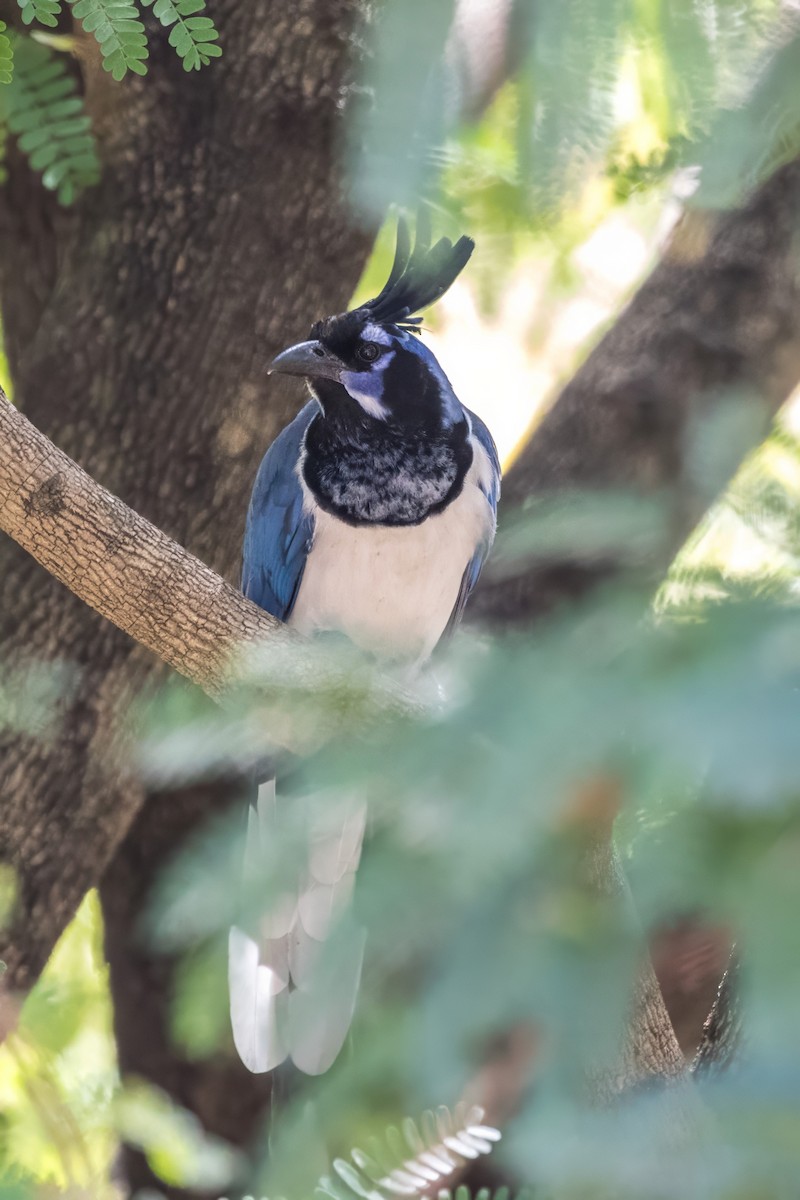 Black-throated Magpie-Jay - ML620397591