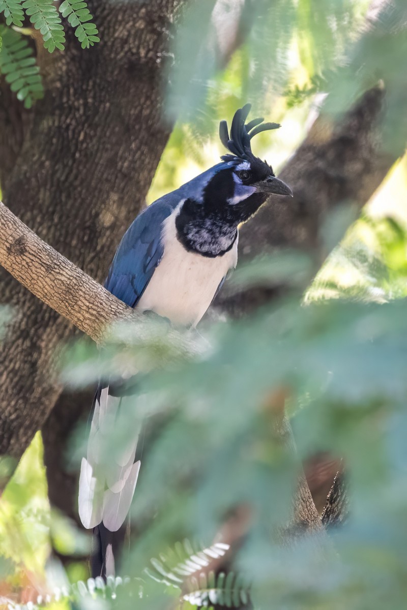 Black-throated Magpie-Jay - ML620397592