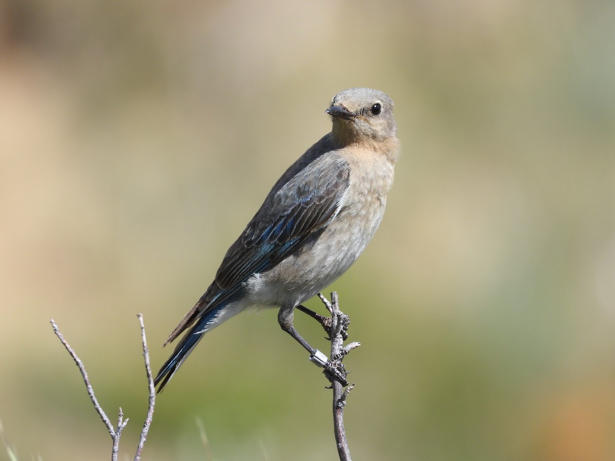 Mountain Bluebird - ML620397599