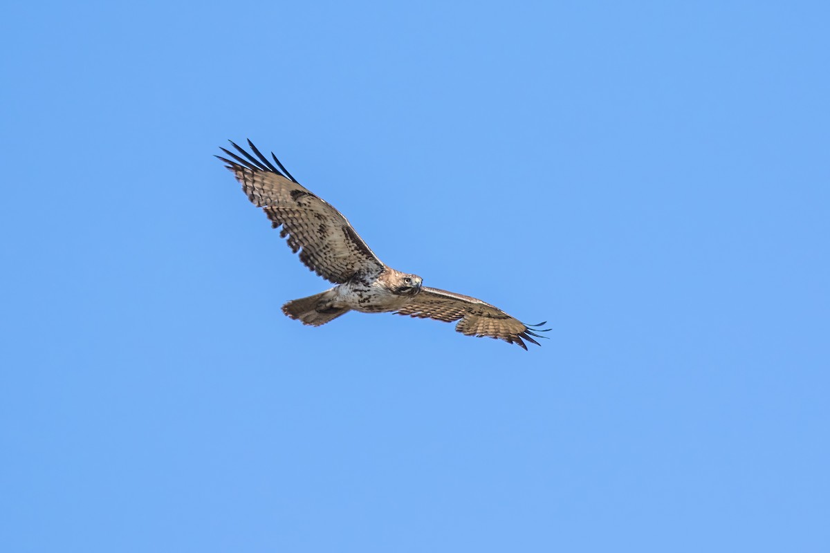 Red-tailed Hawk - ML620397602