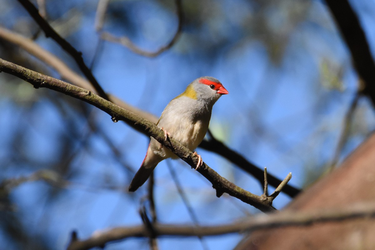 Red-browed Firetail - ML620397603