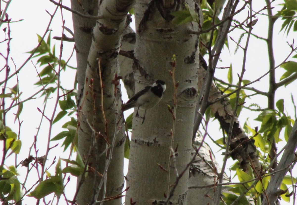 Black-capped Chickadee - ML620397605